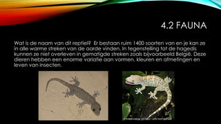 4.2 FAUNA
Wat is de naam van dit reptiel? Er bestaan ruim 1400 soorten van en je kan ze
in alle warme streken van de aarde vinden. In tegenstelling tot de hagedis
kunnen ze niet overleven in gematigde streken zoals bijvoorbeeld België. Deze
dieren hebben een enorme variatie aan vormen, kleuren en afmetingen en
leven van insecten.
 