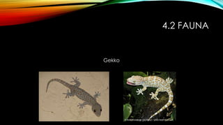 4.2 FAUNA
Gekko
 