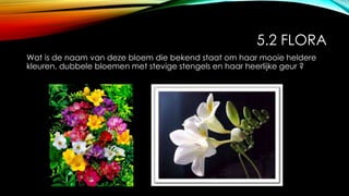 5.2 FLORA
Wat is de naam van deze bloem die bekend staat om haar mooie heldere
kleuren, dubbele bloemen met stevige stengels en haar heerlijke geur ?
 