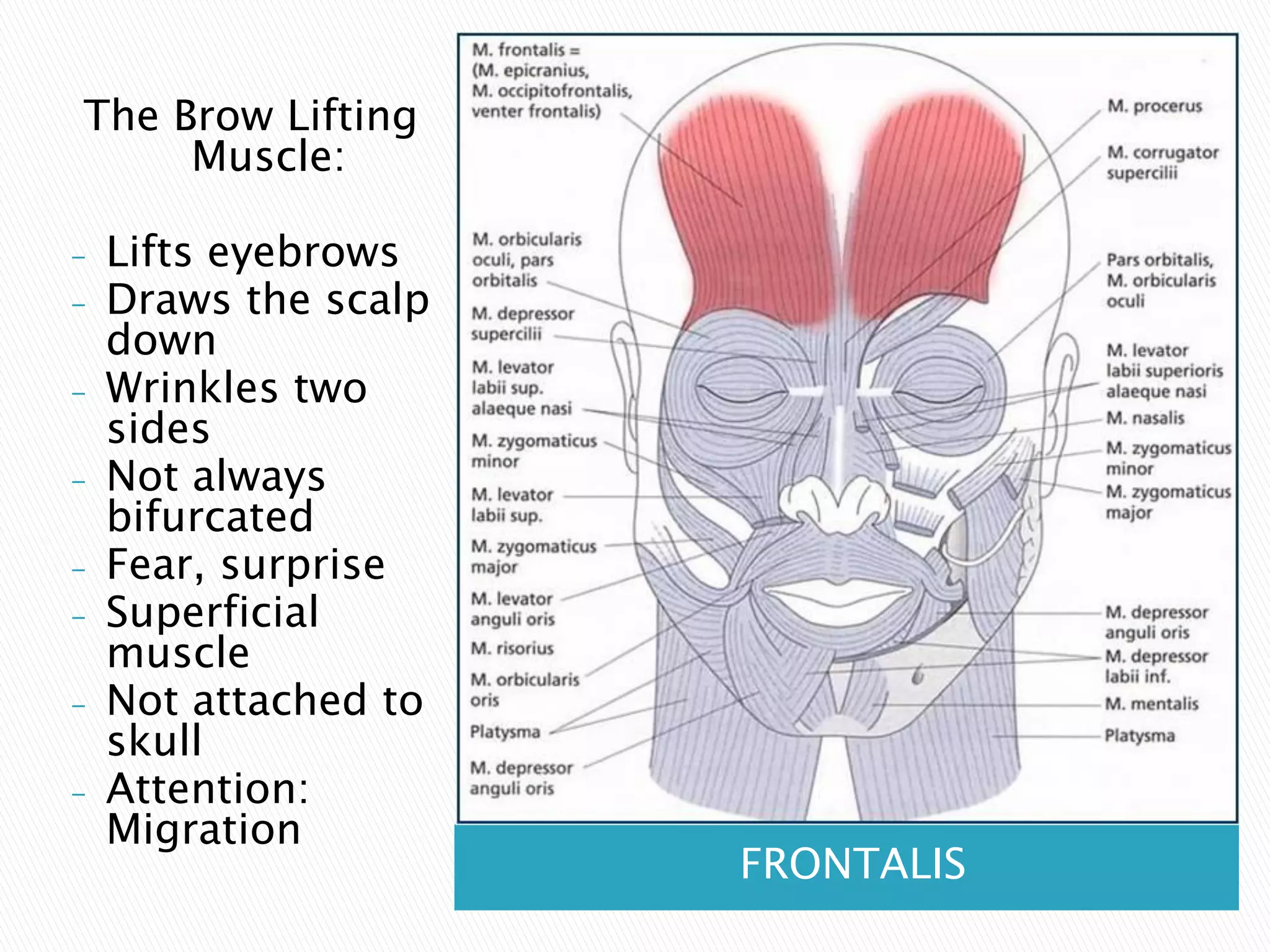 botox training | PDF