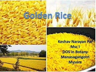 Golden Rice
 