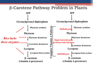 IPP
Geranylgeranyl diphosphate
Phytoene
Lycopene
 -carotene
(vitamin A precursor)
Phytoene synthase
Phytoene desaturase
Lycopene-beta-cyclase
ξ-carotene desaturase
Daffodil gene
Single bacterial gene;
performs both functions
Daffodil gene
-Carotene Pathway Problem in Plants
IPP
Geranylgeranyl diphosphate
Phytoene
Lycopene
 -carotene
(vitamin A precursor)
Phytoene synthase
Phytoene desaturase
Lycopene-beta-cyclase
ξ-carotene desaturase
Rice lacks
these enzymes
CompleteVitaminAPathway
 