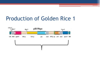Production of Golden Rice 1
 