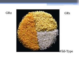 GR2 GR1
Wild-Type
 