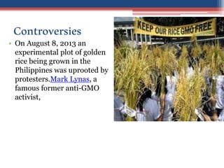 Controversies
• On August 8, 2013 an
experimental plot of golden
rice being grown in the
Philippines was uprooted by
protesters.Mark Lynas, a
famous former anti-GMO
activist,
 