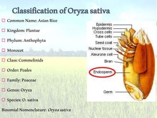 ClassificationofOryzasativa
 CommonName:AsianRice
 Kingdom:Plantae
 Phylum:Anthophyta
 Monocot
 Class:Commelinids
 Order:Poales
 Family:Poaceae
 Genus:Oryza
 Species:O.sativa
BinomialNomenclature:Oryzasativa
 