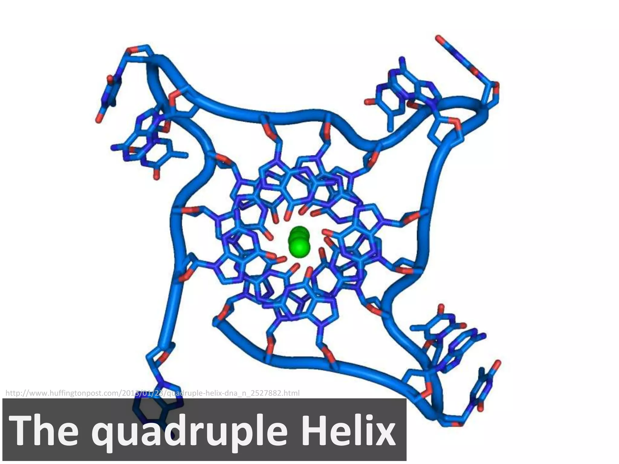 The quadruple Helix
http://www.huffingtonpost.com/2013/01/23/quadruple-helix-dna_n_2527882.html
 