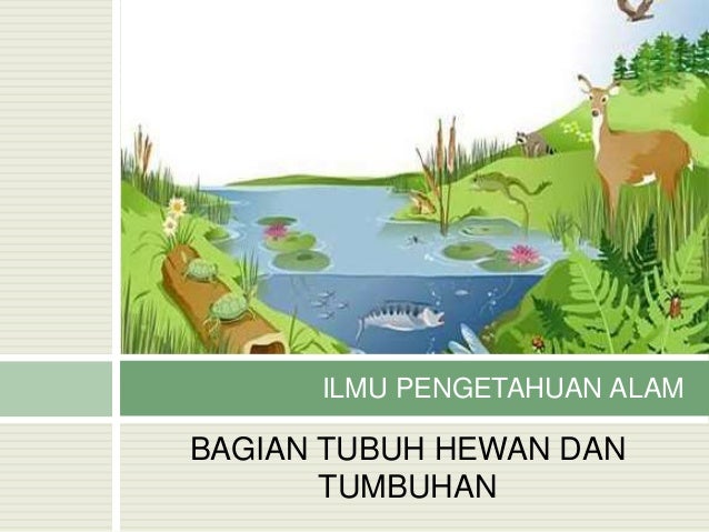 8400 Gambar Bagian Tubuh Hewan Dan Tumbuhan Terbaru