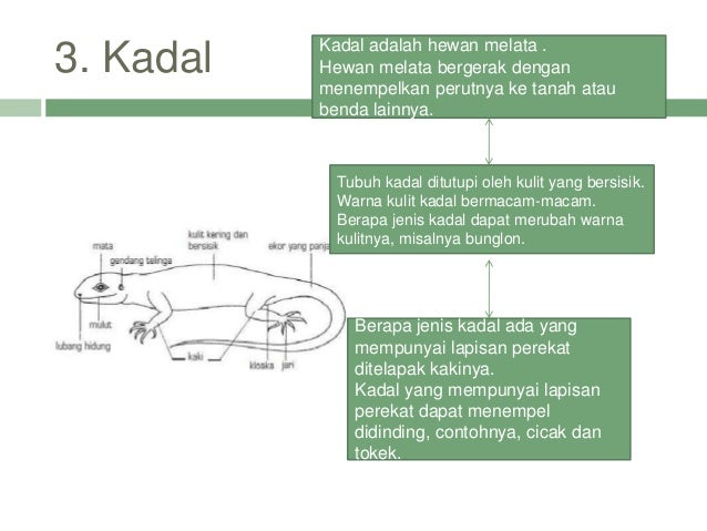 Ppt Bagian Tubuh Hewan Dan Tumbuhan Oriinerdit