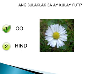 Yes
No
ANG BULAKLAK BA AY KULAY PUTI?
OO
HIND
I
 