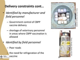 Delivery of the Contagious Bovine Pleuropneumonia Vaccine in Garissa, Northeastern Kenya