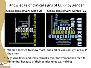 Delivery of the Contagious Bovine Pleuropneumonia Vaccine in Garissa, Northeastern Kenya