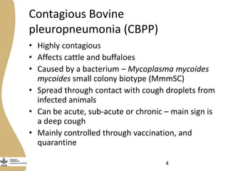 Delivery of the Contagious Bovine Pleuropneumonia Vaccine in Garissa, Northeastern Kenya
