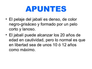 APUNTES El pelaje del jabalí es denso, de color negro-grisáceo y formado por un pelo corto y lanoso. El jabalí puede alcanzar los 20 años de edad en cautividad, pero lo normal es que en libertad sea de unos 10 ó 12 años como máximo.  