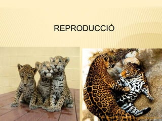 REPRODUCCIÓ
 