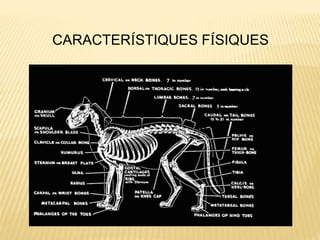 CARACTERÍSTIQUES FÍSIQUES
 