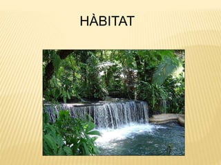 HÀBITAT
 
