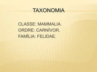 CLASSE: MAMMALIA.
ORDRE: CARNÍVOR.
FAMÍLIA: FELIDAE.
TAXONOMIA
 