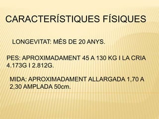MIDA: APROXIMADAMENT ALLARGADA 1,70 A
2,30 AMPLADA 50cm.
CARACTERÍSTIQUES FÍSIQUES
LONGEVITAT: MÉS DE 20 ANYS.
PES: APROXIMADAMENT 45 A 130 KG I LA CRIA
4.173G I 2.812G.
 