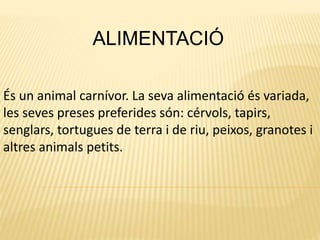 ALIMENTACIÓ
És un animal carnívor. La seva alimentació és variada,
les seves preses preferides són: cérvols, tapirs,
senglars, tortugues de terra i de riu, peixos, granotes i
altres animals petits.
 