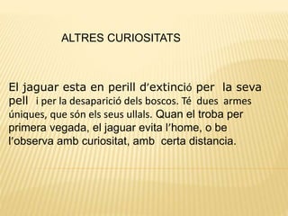 ALTRES CURIOSITATS
El jaguar esta en perill d’extinció per la seva
pell i per la desaparició dels boscos. Té dues armes
úniques, que són els seus ullals. Quan el troba per
primera vegada, el jaguar evita l’home, o be
l’observa amb curiositat, amb certa distancia.
 