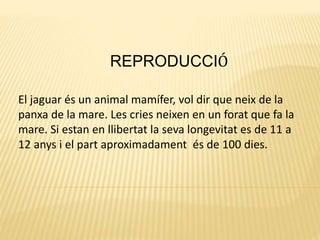 REPRODUCCIÓ
El jaguar és un animal mamífer, vol dir que neix de la
panxa de la mare. Les cries neixen en un forat que fa la
mare. Si estan en llibertat la seva longevitat es de 11 a
12 anys i el part aproximadament és de 100 dies.
 