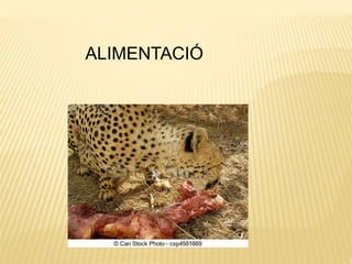 ALIMENTACIÓ
 