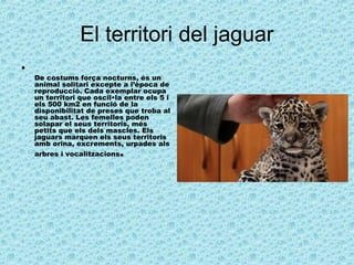 El territori del jaguar
•
De costums força nocturns, és un
animal solitari excepte a l’època de
reproducció. Cada exemplar ocupa
un territori que oscil•la entre els 5 i
els 500 km2 en funció de la
disponibilitat de preses que troba al
seu abast. Les femelles poden
solapar el seus territoris, més
petits que els dels mascles. Els
jaguars marquen els seus territoris
amb orina, excrements, urpades als
arbres i vocalitzacions.
 