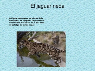 El jaguar neda
• A l’igual que passa en el cas dels
lleopards, és freqüent la presència
d’individus melànics, és a dir, amb
el pelatge de color negre.
 