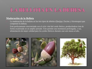 Maduración de la Bellota
   La maduración de la bellota en los tres tipos de árboles (Quejigo, Encina y Alcornoque) que
    componen la dehesa.
   Está perfectamente sincronizada con el ciclo vital del cerdo ibérico, produciéndose ésta de
    forma escalonada en un amplio periodo. Esto permite una montanera prolongada, o sea,
    alimentación de mejor calidad para los cerdos ibéricos durante casi seis meses al año.
 