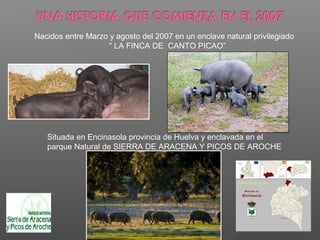 Nacidos entre Marzo y agosto del 2007 en un enclave natural privilegiado
                    “ LA FINCA DE CANTO PICAO”




   Situada en Encinasola provincia de Huelva y enclavada en el
   parque Natural de SIERRA DE ARACENA Y PICOS DE AROCHE
 