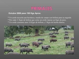 Octubre 2008 peso 100 Kgs Aprox.

* Un cerdo necesita una hectárea y media de campo con bellota para su engorde.
* Por cada 11 Kgrs de bellota que come un cerdo repone un Kgrs de peso.
* Un cerdo consume unos 10 Kgrs de bellota y 3 Kgrs de hierba diarios.
 