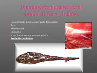    Con un trabajo minucioso por parte del ganadero
   Raza
   Alimentación
   El entorno
   Y una lentísima curación conseguimos el:
   Jamón Ibérico bellota
 
