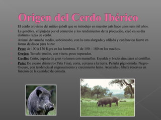    El cerdo proviene del mítico jabalí que se introdujo en nuestro país hace unos seis mil años.
   La genética, empujada por el comercio y los rendimientos de la produción, creó en su día
    distintas razas de cerdo.
   Animal de tamaño medio, subcóncabo, con la cara alargada y afilada y con hocico fuerte en
    forma de disco para hozar.
   Peso: de 100 a 130 Kgrs en las hembras. Y de 150 – 180 en los machos.
   Orejas: Tamaño medio, con visera, poco separadas.
   Cuello: Corto, papada de gran volumen con mamellas. Espalda y brazo simulares al costillar.
   Pata: De escaso diámetro (Pata Fina), corta, cercana a la tierra. Pezuña pigmentada. Negro-
    Oscuro, con tendencia al engrasamiento y crecimiento lento. Acumula o libera reservas en
    función de la cantidad de comida.
 