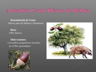      Denominación de Venta:
    Ibérico puro de Bellota o Montanera

     Raza:
     100% Ibérico

     Observaciones:
    Con ambos progenitores inscritos
     en el libro genealógico
 