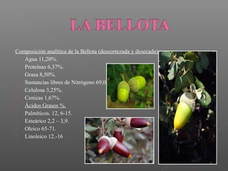 Composición analítica de la Bellota (descortezada y desecada):
  Agua 11,20%.
  Proteínas 6,37%.
  Grasa 8,50%.
  Sustancias libres de Nitrógeno 69,01%.
  Celulosa 3,25%.
  Cenizas 1,67%.
  Ácidos Grasos %.
  Palmíticos. 12, 6-15.
  Esteárico 2,2 – 3,9.
  Oleico 65-71.
  Linoleico 12.-16
 