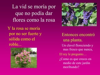 La vid se moría por
    que no podía dar
  flores como la rosa
Y la rosa se moría
por no ser fuerte y      Entonces encontró
sólida como el           una planta.
roble...                 Un clavel floreciendo y
                           mas fresco que nunca,
                        El rey le pregunto…
                        ¿Como es que creces en
                           medio de este jardin
                           moribundo?
 