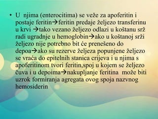 • U njima (enterocitima) se veže za apoferitin i
postaje feritinferitin predaje željezo transferinu
u krvi tako vezano željezo odlazi u koštanu srž
radi ugradnje u hemoglobinako u koštanoj srži
željezo nije potrebno bit će prenešeno do
depoaako su rezerve željeza popunjene željezo
se vraća do epitelnih stanica crijeva i u njima s
apoferitinom tvori feritin,spoj u kojem se željezo
čuva i u depoimanakupljanje feritina može biti
uzrok formiranja agregata ovog spoja nazvnog
hemosiderin
 