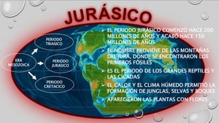  EL PERIODO JURÁSICO COMENZÓ HACE 200
MILLONES DE AÑOS Y ACABÓ HACE 150
MILLONES DE AÑOS
 EL NOMBRE PROVIENE DE LAS MONTAÑAS
DEL JURA, DONDE SE ENCONTRARON LOS
PRIMEROS FÓSILES
 ES EL PERIODO DE LOS GRANDES REPTILES Y
LAS CÍCADAS
 EL CALOR Y EL CLIMA HÚMEDO PERMITIÓ LA
FORMACIÓN DE JUNGLAS, SELVAS Y BOQUES
 APARECIERON LAS PLANTAS CON FLORES
ERA
MESOZOICA
PERIODO
TRIASICO
PERIODO
JURASICO
PERIODO
CRETACICO
 