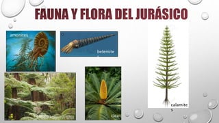 amonites
belemite
s
calamite
s
cicahelechos
 