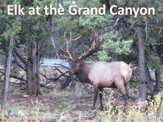 Elk at the Grand Canyon Dr. Ronald G. Shapiro September 13, 2011 
