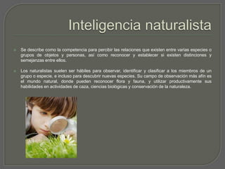 Inteligencia naturalistaSe describe como la competencia para percibir las relaciones que existen entre varias especies o grupos de objetos y personas, así como reconocer y establecer si existen distinciones y semejanzas entre ellos.Los naturalistas suelen ser hábiles para observar, identificar y clasificar a los miembros de un grupo o especie, e incluso para descubrir nuevas especies. Su campo de observación más afín es el mundo natural, donde pueden reconocer flora y fauna, y utilizar productivamente sus habilidades en actividades de caza, ciencias biológicas y conservación de la naturaleza.