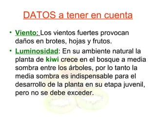 DATOS a tener en cuenta
• Viento: Los vientos fuertes provocan
daños en brotes, hojas y frutos.
• Luminosidad: En su ambiente natural la
planta de kiwi crece en el bosque a media
sombra entre los árboles, por lo tanto la
media sombra es indispensable para el
desarrollo de la planta en su etapa juvenil,
pero no se debe exceder.
 