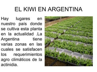 EL KIWI EN ARGENTINA
Hay lugares en
nuestro país donde
se cultiva esta planta
en la actualidad .La
Argentina tiene
varias zonas en las
cuales se satisfacen
los requerimientos
agro climáticos de la
actinidia.
 
