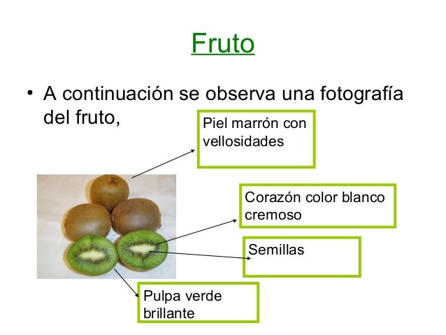 Como Se Llama El Arbol Del Kiwi