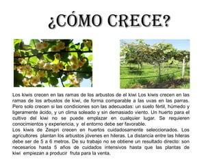 ¿Cómo crece?
Los kiwis crecen en las ramas de los arbustos de el kiwi Los kiwis crecen en las
ramas de los arbustos de kiwi, de forma comparable a las uvas en las parras.
Pero solo crecen si las condiciones son las adecuadas: un suelo fértil, húmedo y
ligeramente ácido, y un clima soleado y sin demasiado viento. Un huerto para el
cultivo del kiwi no se puede emplazar en cualquier lugar. Se requieren
conocimientos y experiencia, y el entorno debe ser favorable.
Los kiwis de Zespri crecen en huertos cuidadosamente seleccionados. Los
agricultores plantan los arbustos jóvenes en hileras. La distancia entre las hileras
debe ser de 5 a 6 metros. De su trabajo no se obtiene un resultado directo: son
necesarios hasta 5 años de cuidados intensivos hasta que las plantas de
kiwi empiezan a producir fruta para la venta.
 