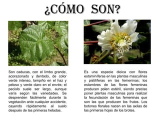 ¿Cómo son?
Son caducas, con el limbo grande,
acorazonado y dentado, de color
verde intenso, lampiño en el haz y
peloso y verde claro en el envés; el
peciolo suele ser largo, aunque
varía según las variedades. Se
desprenden fácilmente durante la
vegetación ante cualquier accidente,
cayendo rápidamente al suelo
después de las primeras heladas.
Es una especie dioica con flores
estaminíferas en las plantas masculinas
y pistilíferas en las femeninas; los
estambres de las flores femeninas
producen polen estéril, siendo preciso
poner plantas masculinas para realizar
la fecundación de las femeninas que
son las que producen los frutos. Los
botones florales nacen en las axilas de
las primeras hojas de los brotes.
 
