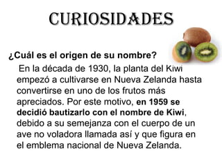 CURIOSIDADES
¿Cuál es el origen de su nombre?
En la década de 1930, la planta del Kiwi
empezó a cultivarse en Nueva Zelanda hasta
convertirse en uno de los frutos más
apreciados. Por este motivo, en 1959 se
decidió bautizarlo con el nombre de Kiwi,
debido a su semejanza con el cuerpo de un
ave no voladora llamada así y que figura en
el emblema nacional de Nueva Zelanda.
 