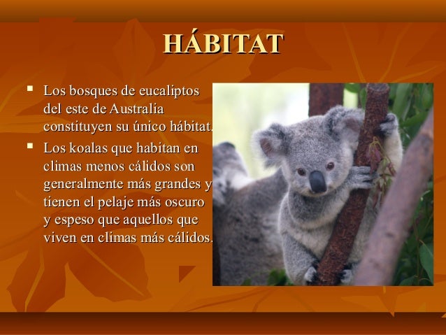 Como Se Dice Koala En Inglés