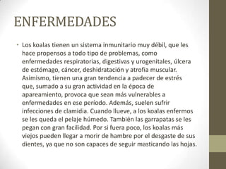 ENFERMEDADES
• Los koalas tienen un sistema inmunitario muy débil, que les
hace propensos a todo tipo de problemas, como
enfermedades respiratorias, digestivas y urogenitales, úlcera
de estómago, cáncer, deshidratación y atrofia muscular.
Asimismo, tienen una gran tendencia a padecer de estrés
que, sumado a su gran actividad en la época de
apareamiento, provoca que sean más vulnerables a
enfermedades en ese período. Además, suelen sufrir
infecciones de clamidia. Cuando llueve, a los koalas enfermos
se les queda el pelaje húmedo. También las garrapatas se les
pegan con gran facilidad. Por si fuera poco, los koalas más
viejos pueden llegar a morir de hambre por el desgaste de sus
dientes, ya que no son capaces de seguir masticando las hojas.
 